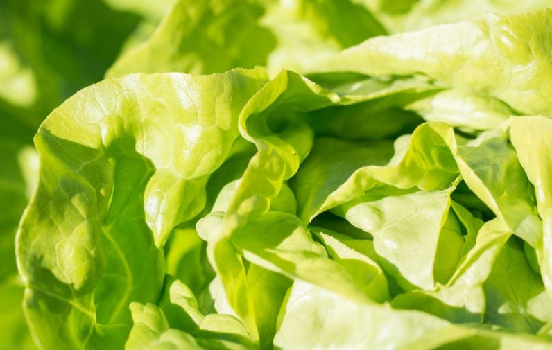 Estos alimentos reducen tu nivel de azúcar Estos alimentos reducen tu nivel de azúcar