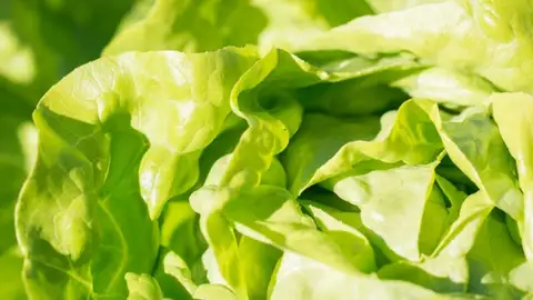 Estos alimentos reducen tu nivel de azúcar EN BUENAS MANOS