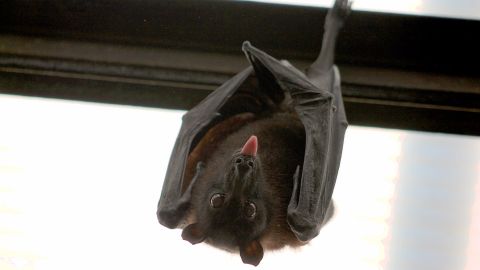 Murci&eacute;lago