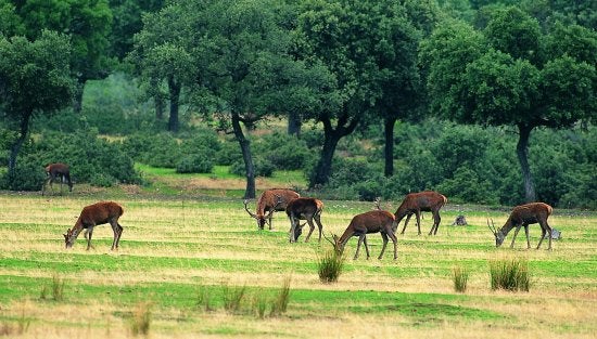 El borrador del plan de gestión de Cabañeros prevé una inversión de 36,5 millones El borrador del plan de gestión de Cabañeros prevé una inversión de 36,5 millones