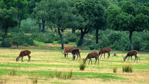 El PRUG de Cabañeros contempla una inversión de más de 36 millones de euros El PRUG de Cabañeros contempla una inversión de más de 36 millones de euros