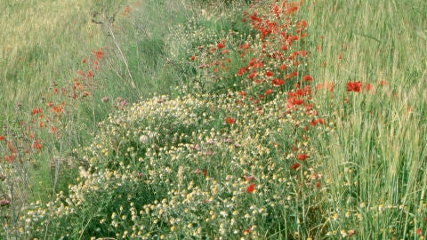 Dejar lindes en los campos de cultivo mejora la produccion agricola y la biodiversidad