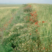 Dejar lindes en los campos de cultivo mejora la produccion agricola y la biodiversidad