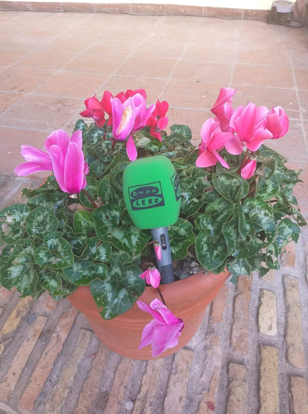 Los patios de otoño vuelven en Octubre Los patios de otoño vuelven en Octubre