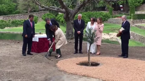 El detalle del Rey con Carmen Calvo al plantar el olivo de la Paz El detalle del Rey con Carmen Calvo al plantar el olivo de la Paz
