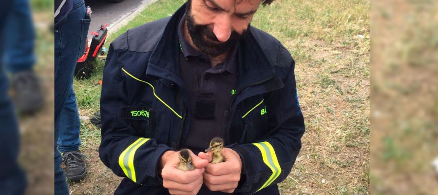 Los bomberos rescatan a dos patitos Los bomberos rescatan a dos patitos