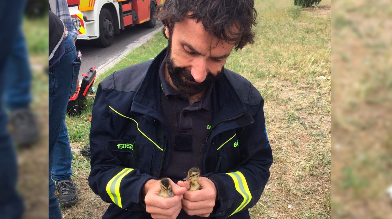 Los bomberos rescatan a dos patitos que habían caído a una alcantarilla Los bomberos rescatan a dos patitos que habían caído a una alcantarilla