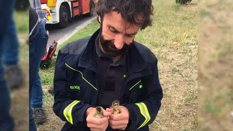 Los bomberos rescatan a dos patitos Los bomberos rescatan a dos patitos