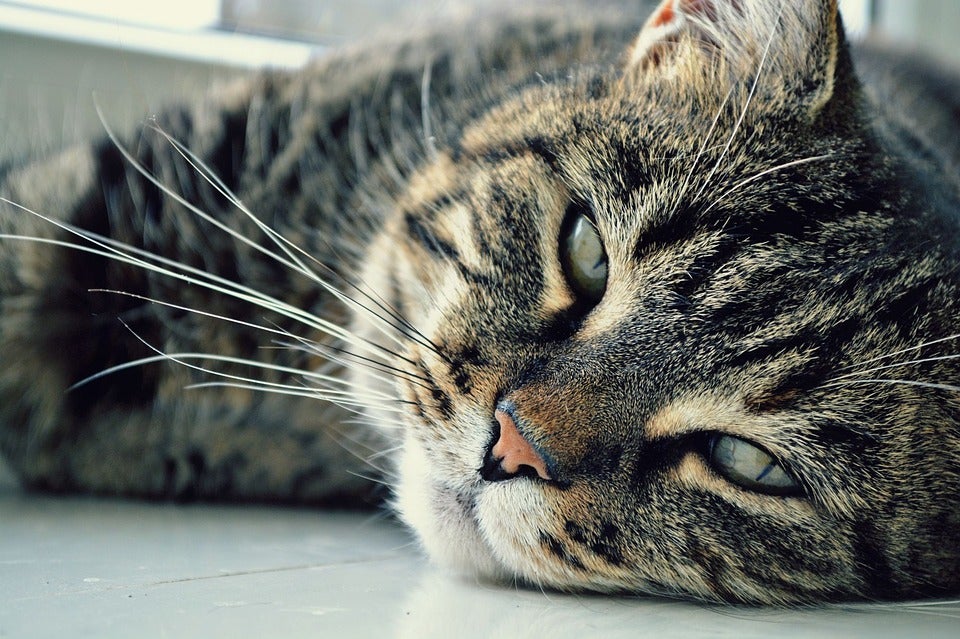 "Dejó las ventanas abiertas para que el gato se escapara" "Dejó las ventanas abiertas para que el gato se escapara"