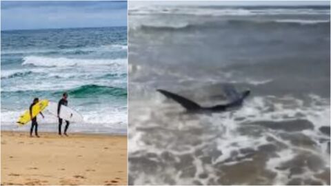 Imagen del tibur&oacute;n aparecido en Las Landas