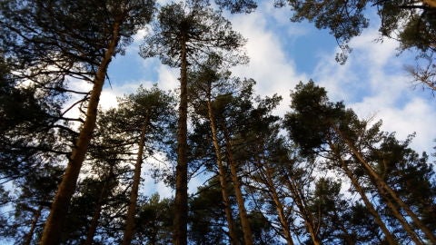 Pinar de Valsa&iacute;n, Sierra de Guadarrama. Fotograf&iacute;a: Ezquerro, M. (2018).