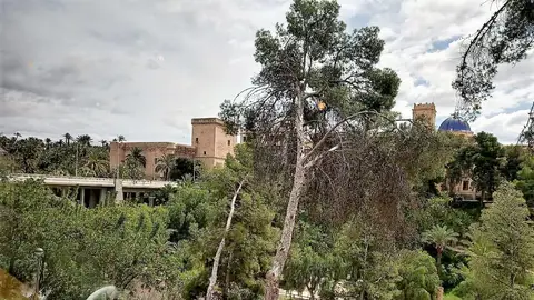 Vista de la ladera del río Vinalopó de Elche. Vista de la ladera del río Vinalopó de Elche.