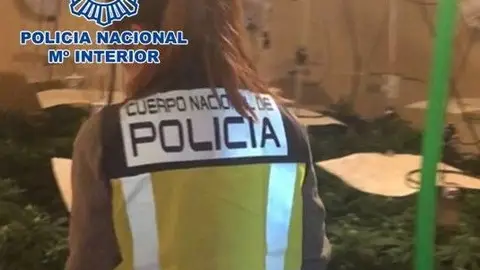 Policía Nacional ha detenido a siete personas por cultivo de marihuana 1.089 plantas intervenidas