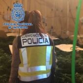 Policía Nacional ha detenido a siete personas por cultivo de marihuana 