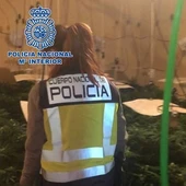 Policía Nacional ha detenido a siete personas por cultivo de marihuana Policía Nacional ha detenido a siete personas por cultivo de marihuana