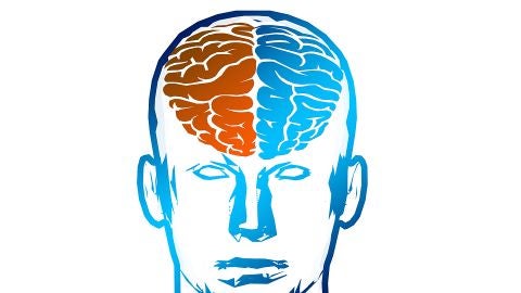 Hemisferios cerebrales