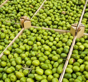 Aceituna española se desploma por culpa de Trump. Aceituna española se desploma por culpa de Trump.