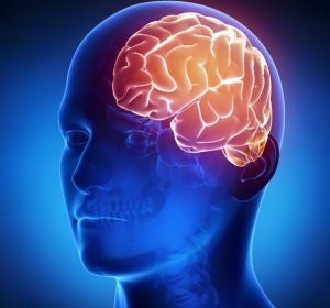 Cerebro Cerebro