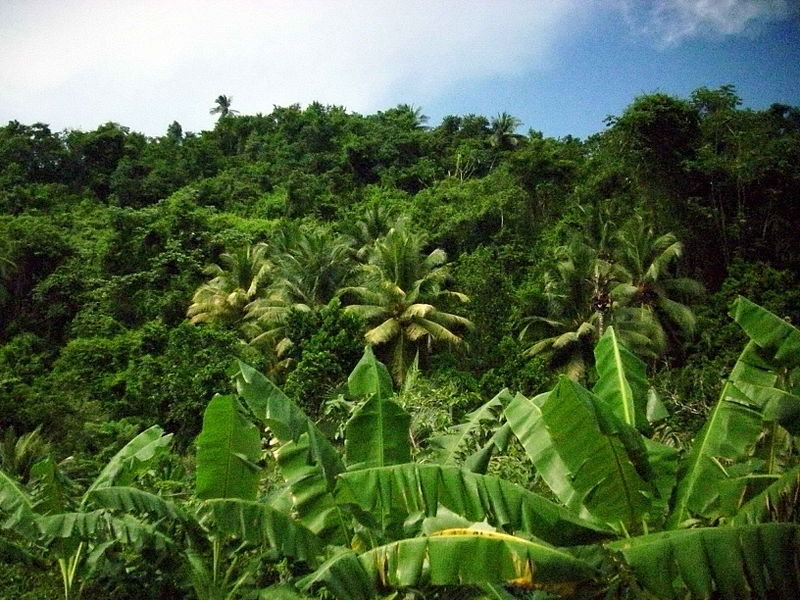 Hoy se celebra el Día Mundial del Medio Ambiente Hoy se celebra el Día Mundial del Medio Ambiente