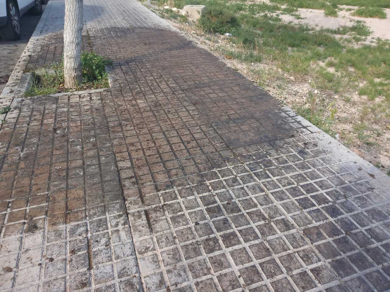 Ilicitanos por Elche proyecta un plan para atajar las molestias por la caída de dátiles y flores de árboles Ilicitanos por Elche proyecta un plan para atajar las molestias por la caída de dátiles y flores de árboles