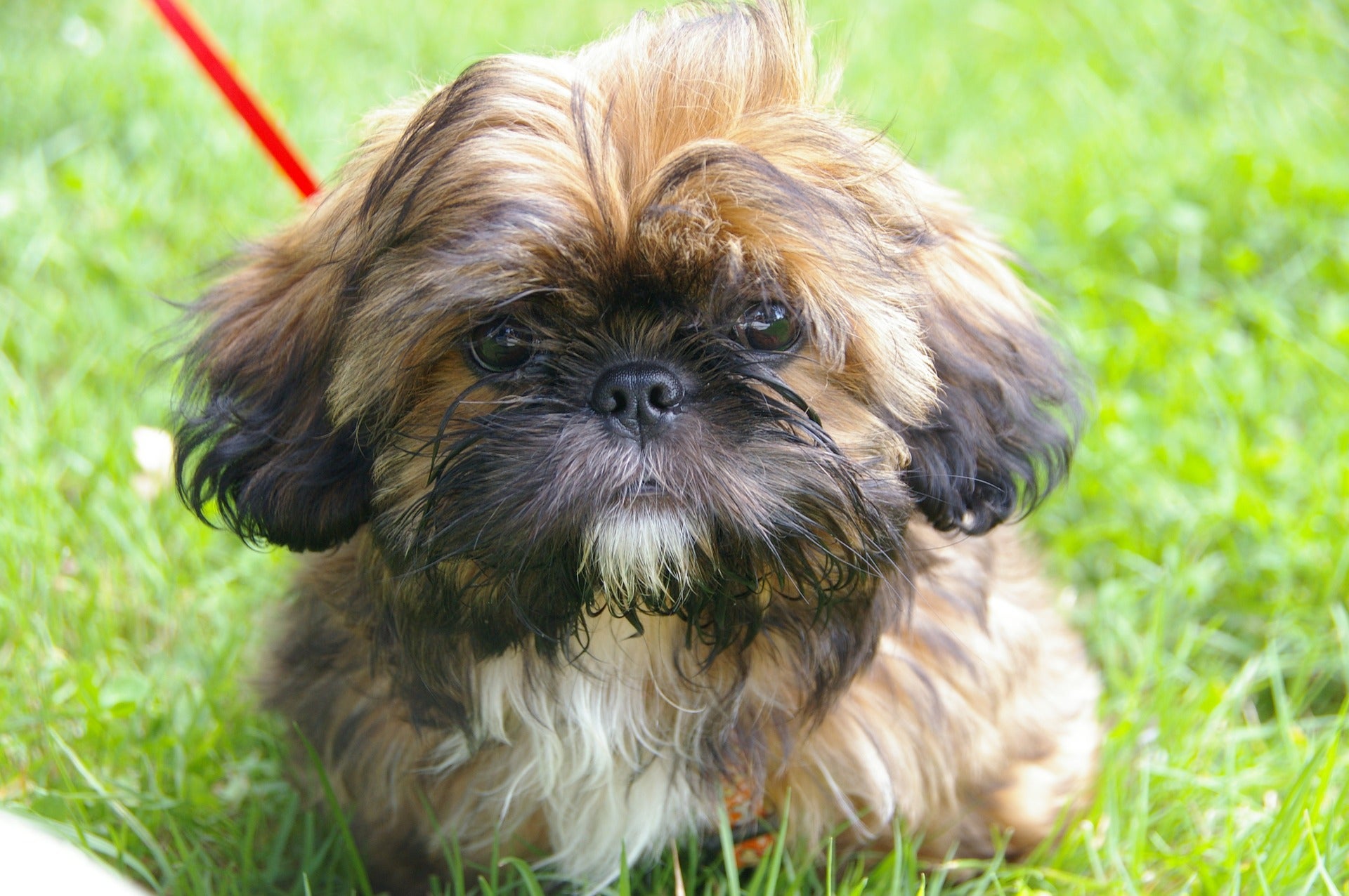 El curioso caso de la perrita Shih Tzu racista El curioso caso de la perrita Shih Tzu racista