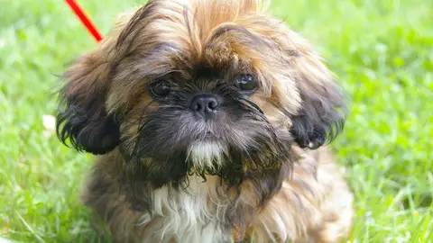 Un ejemplar de Shih Tzu Un ejemplar de Shih Tzu