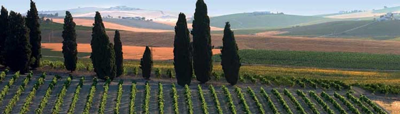 Pablo Amate: "Lo apasionante de Jerez es hacer un nexo entre sus vinos" Pablo Amate: "Lo apasionante de Jerez es hacer un nexo entre sus vinos"