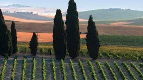 Vinos Marco de Jerez