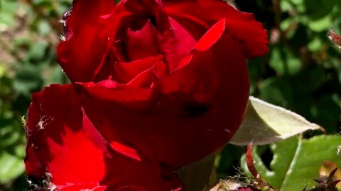 rosa