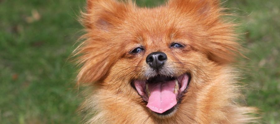 Perro riéndose Perro riéndose
