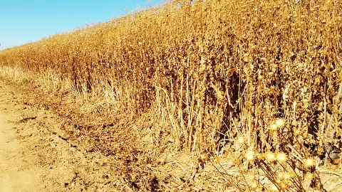 campos y sequia campos y sequia