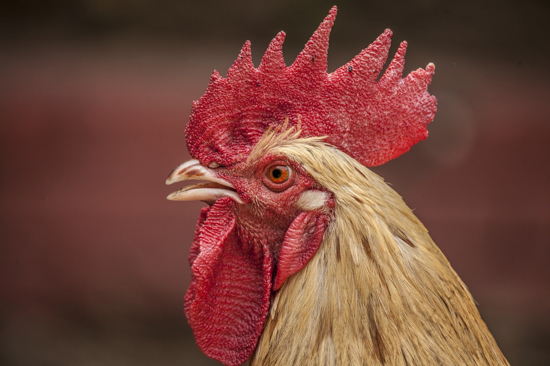 Denuncian a un gallo por cantar demasiado temprano, en Olerón Denuncian a un gallo por cantar demasiado temprano, en Olerón