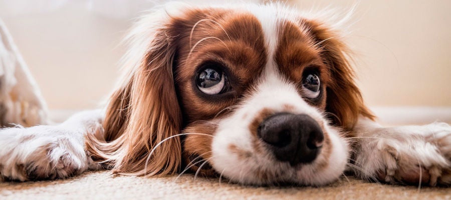 Mascota con semblante triste Mascota con semblante triste