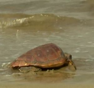 Sueltas de tortugas y limpieza de playas para proteger el mar Sueltas de tortugas y limpieza de playas para proteger el mar