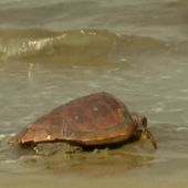 Sueltas de tortugas y limpieza de playas para proteger el mar