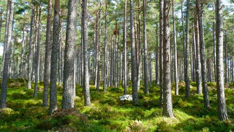 La Fe conmemora el D&iacute;a del Medio Ambiente
