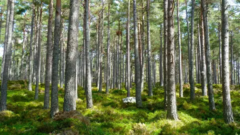 La Fe conmemora el Día del Medio Ambiente La Fe conmemora el Día del Medio Ambiente