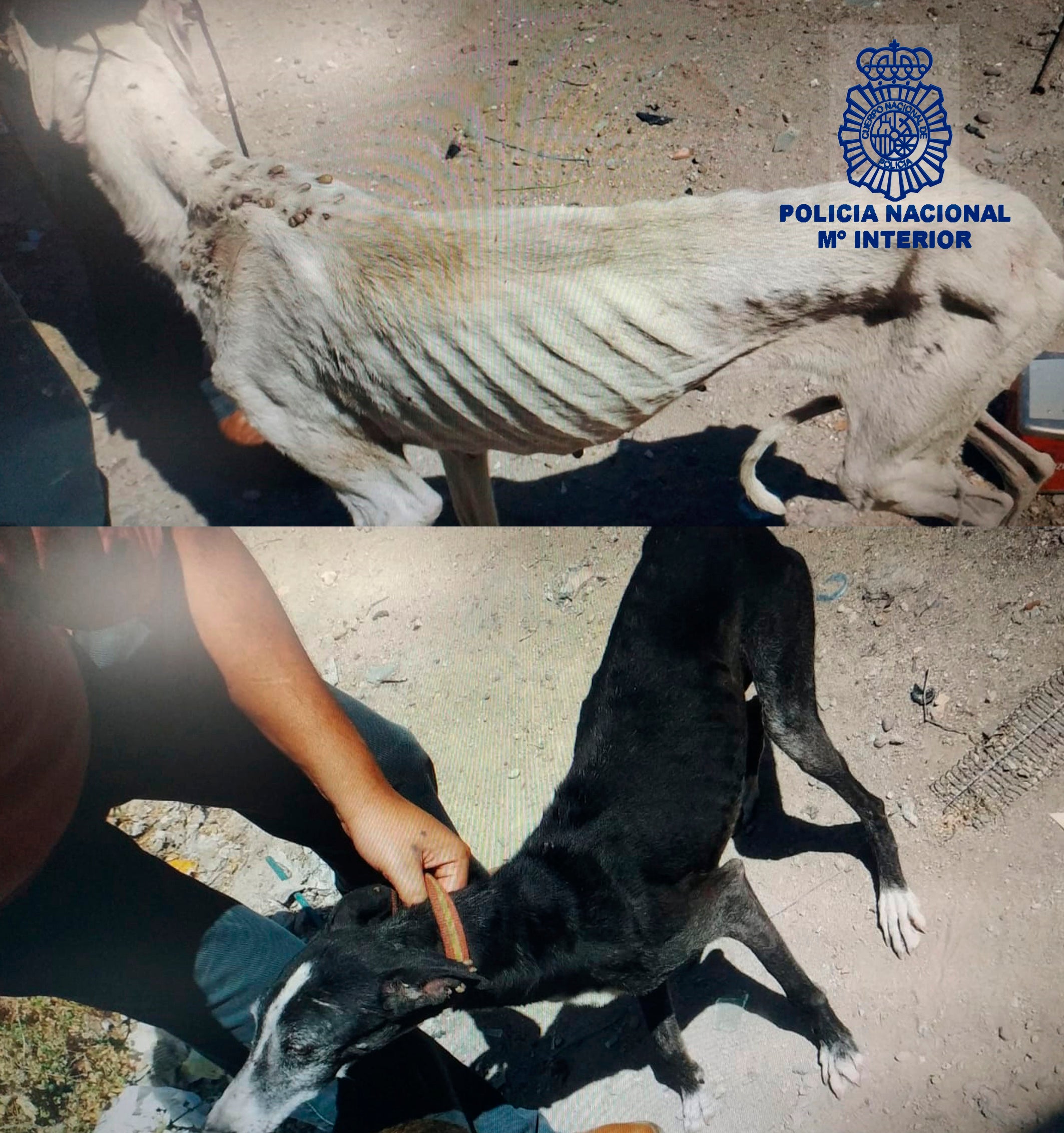 Detenido en Ciudad Real tras dejar a sus tres perros en un estado de lamentable inanición Detenido en Ciudad Real tras dejar a sus tres perros en un estado de lamentable inanición
