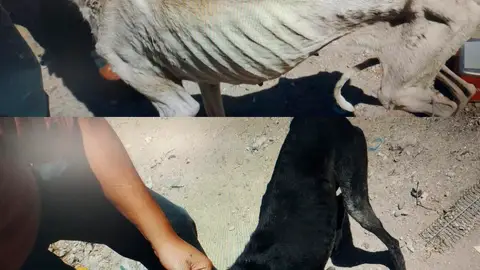 Estado en el que se encontraban los perros Estado en el que se encontraban los perros