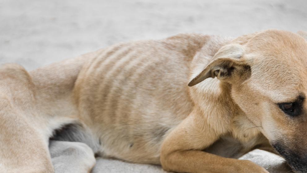 Prisión para un hombre que apedreó a un perro hasta la muerte delante de su hijo menor Prisión para un hombre que apedreó a un perro hasta la muerte delante de su hijo menor
