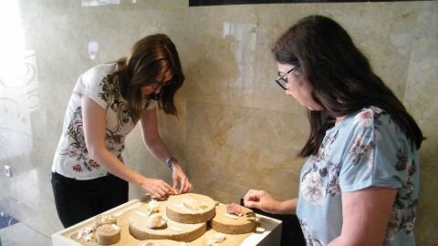 Exposici&oacute;n de conchas marinas del mediterr&aacute;neo en el MUPE de Elche.