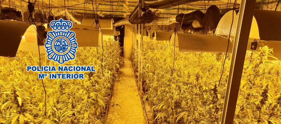 Plantación de marihuana en casa de campo de Elche. Plantación de marihuana en casa de campo de Elche.