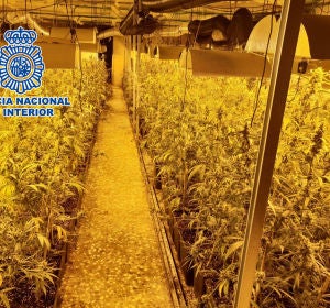 Plantación de marihuana en casa de campo de Elche. Plantación de marihuana en casa de campo de Elche.