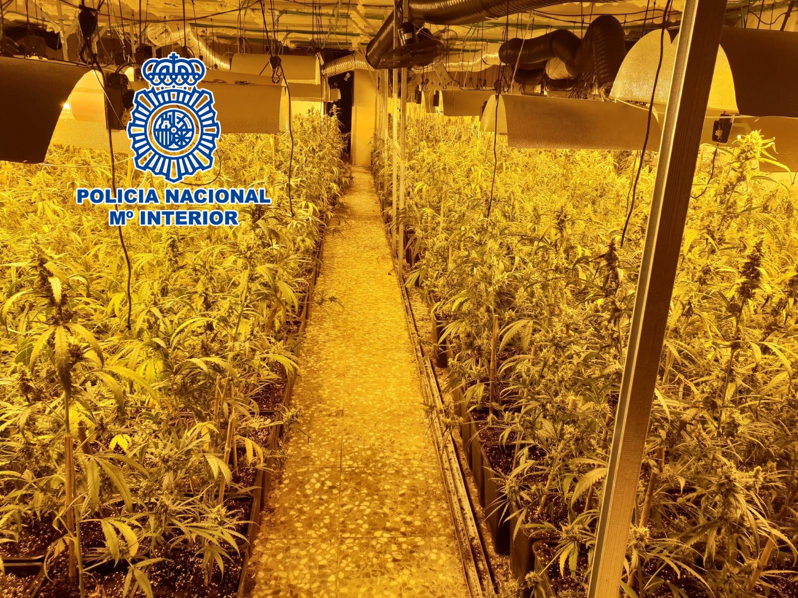 La Policía Nacional localiza en una casa de campo de Elche más de 4.000 plantas de marihuana La Policía Nacional localiza en una casa de campo de Elche más de 4.000 plantas de marihuana