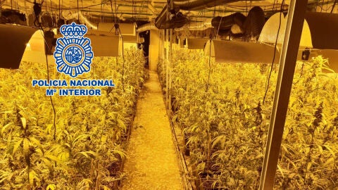 Plantaci&oacute;n de marihuana en casa de campo de Elche.