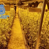 Plantación de marihuana en casa de campo de Elche. Plantación de marihuana en casa de campo de Elche.