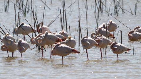 Do&ntilde;ana