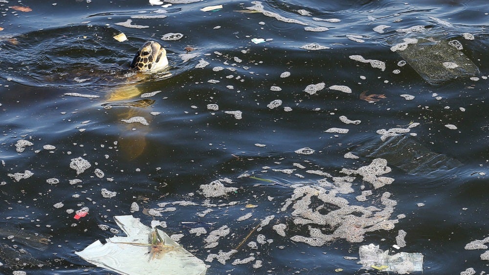 Jose Luis Mon " Cada vez ingresan más animales heridos por desechos plásticos" Jose Luis Mon " Cada vez ingresan más animales heridos por desechos plásticos"