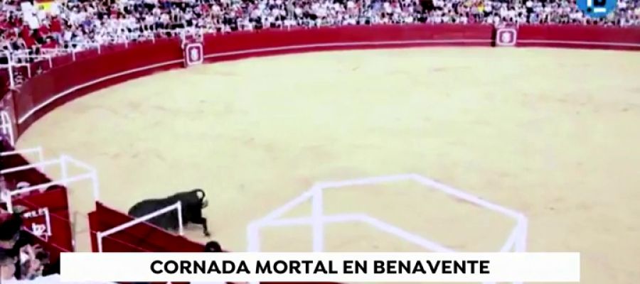 Un toro mata a un operario en la plaza de toros de Benavente Un toro mata a un operario en la plaza de toros de Benavente