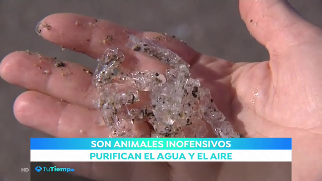Las salpas, las extrañas criaturas que llenan las playas de Málaga Las salpas, las extrañas criaturas que llenan las playas de Málaga
